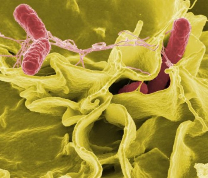 Effetti collaterali della salmonella
