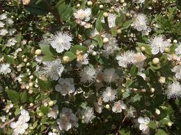 Fiorire