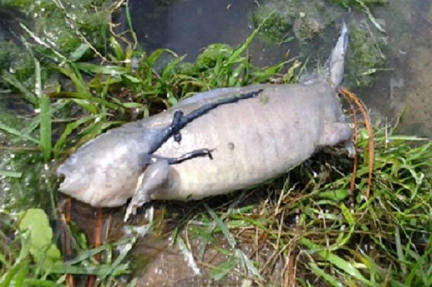 La foto del pesce con le gambe che fa impazzire gli utenti del web