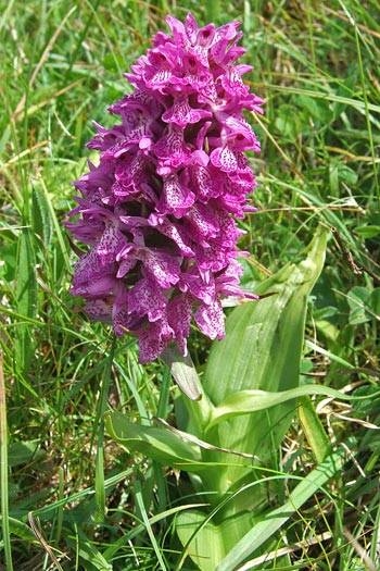 Quali fiori crescono in Irlanda?