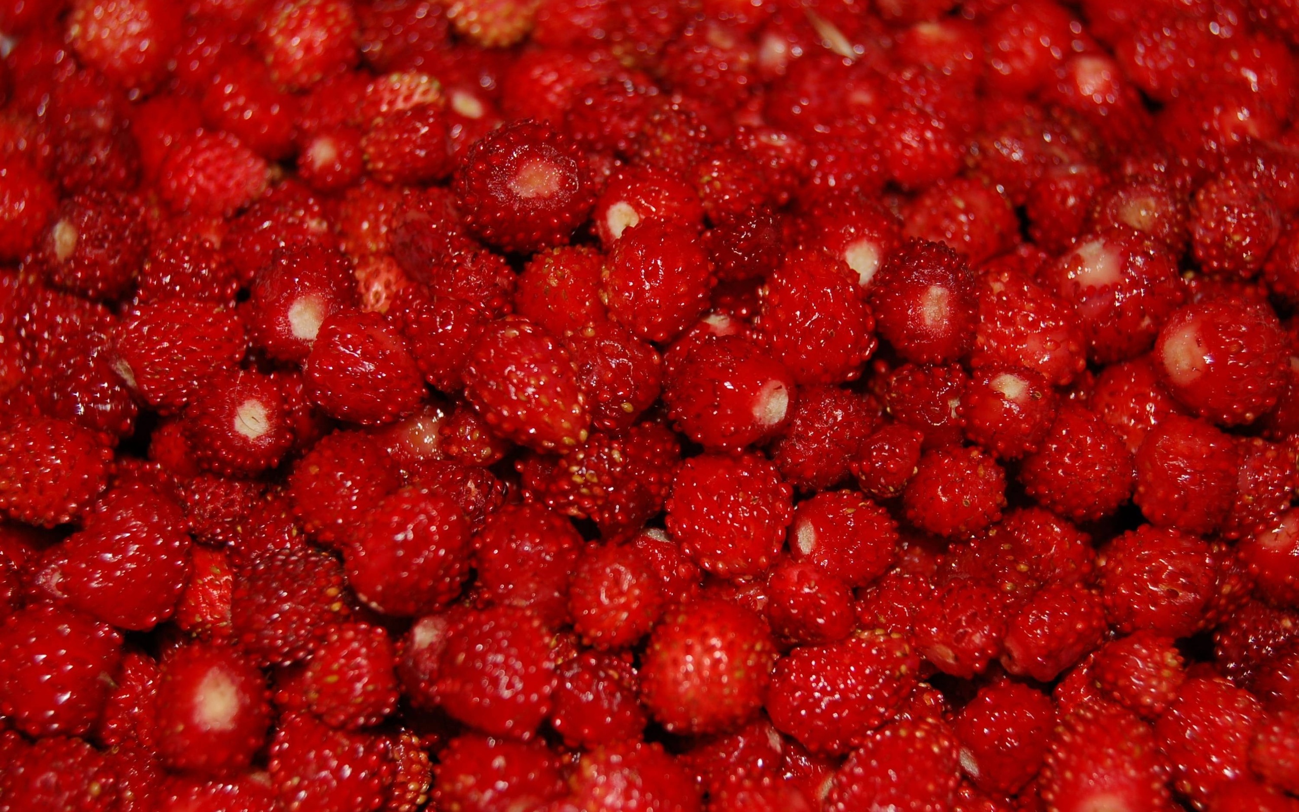 Qual è periodo di raccolta fragoline di bosco