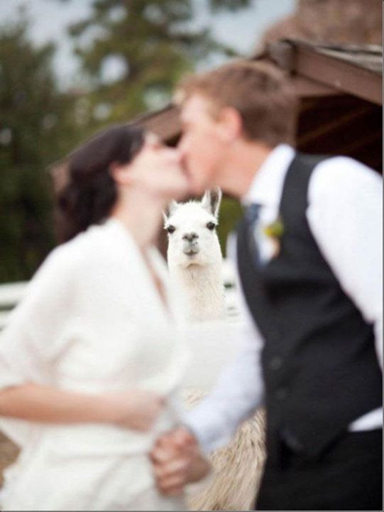 Le foto più brutte da un matrimonio