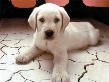 Reuben é il favorito nella lista del miglior nome per cane