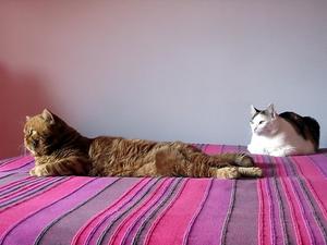 Come possiamo trovare una guida nei nostri animali