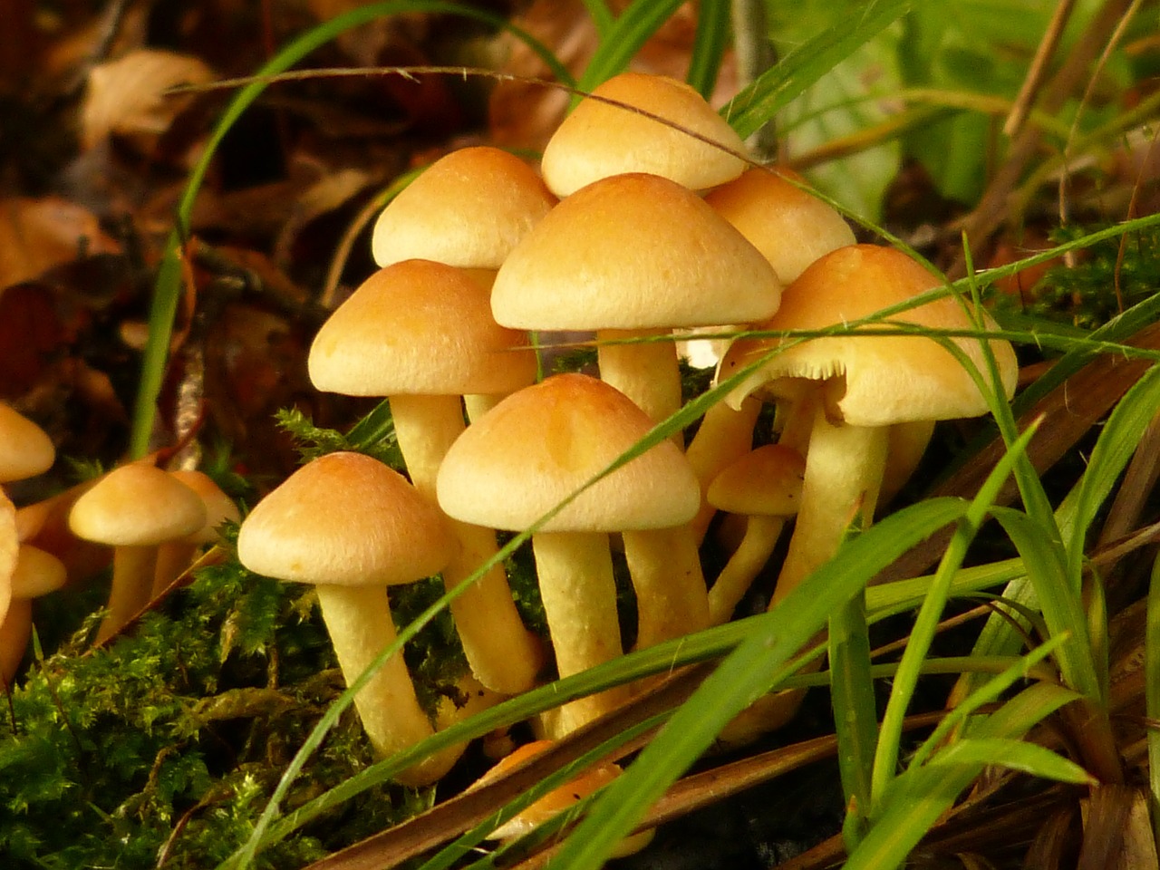 I Funghi, supereroi reali per un mondo migliore