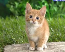 I movimenti del gatto