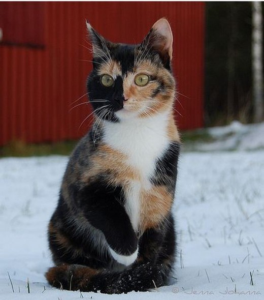 Perché i gatti Calico sono quasi sempre femmine?