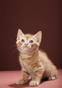 Perché i gatti mettono le zampe nella ciotola dell’acqua?