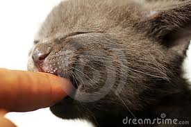 Che fare se il gatto morde