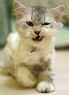Come dare le pasticche al gatto