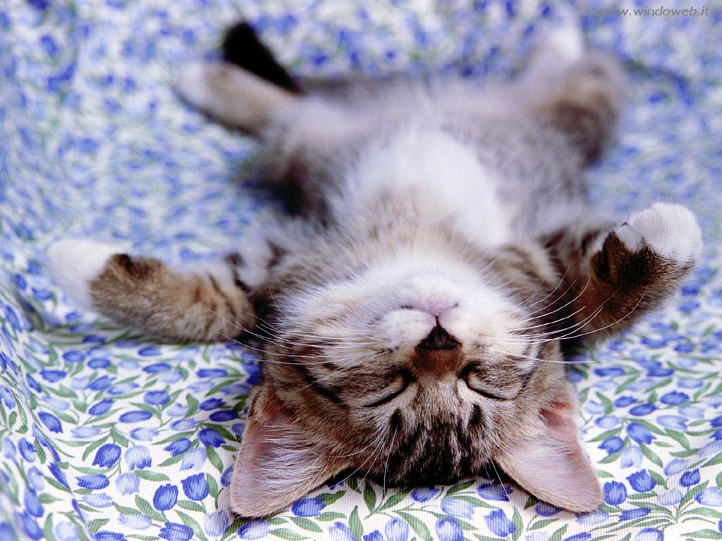 Perchè dovrebbe esserci un gatto in ogni casa