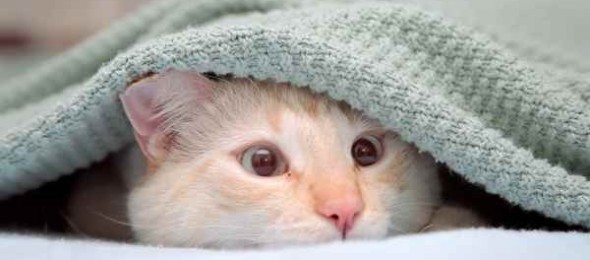 Come curare gatto con la febbre