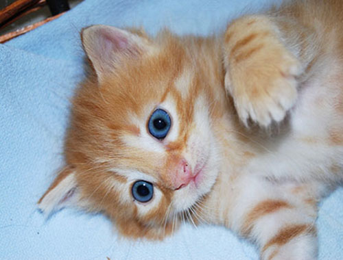 Le 10 curiositì sui gatti