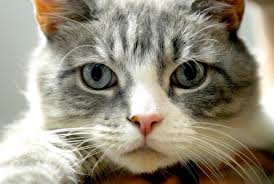 Cosa sta provocando il tuo gatto a fare quell'orribile rumore?