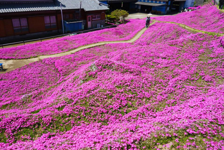 giappone fiori giappone fiori