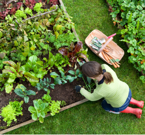 4 cose che ogni giardiniere dovrebbe fare prima della primavera