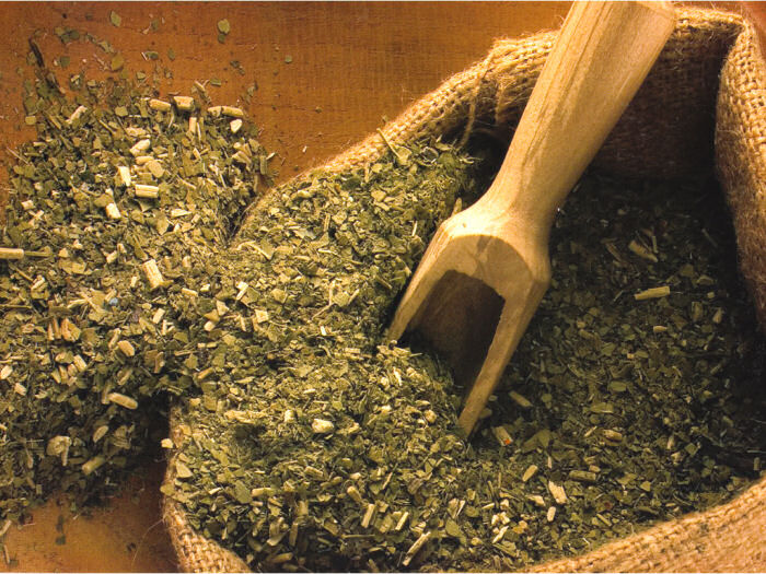 Che cos’è la Yerba Mate?