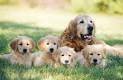 Come capire se il cane è in gravidanza