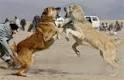 Come separare due cani che litigano