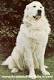 Come iscrivere il cane a una mostra