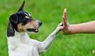 Come insegnare al cane a dare la zampa