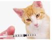 Come vaccinare il gatto