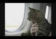 Come portare il gatto in aereo