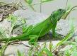 Come allevare un iguana in casa