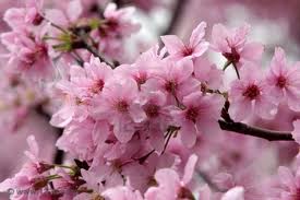 Dov'è la primavera
