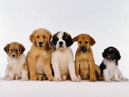 Le razze di cani più intelligenti del mondo