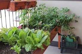 Orto sul balcone