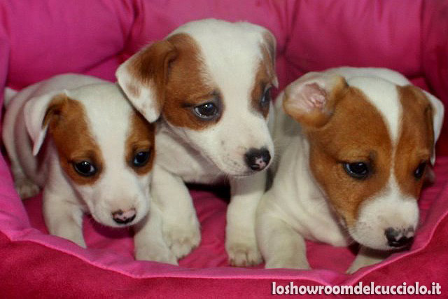 Come addestrare un cucciolo di Jack Russell