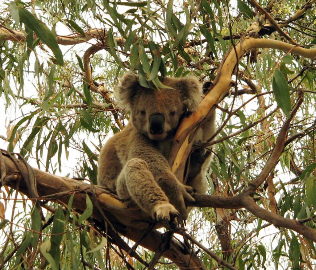 Il Koala, uno splendido marsupiale australiano.