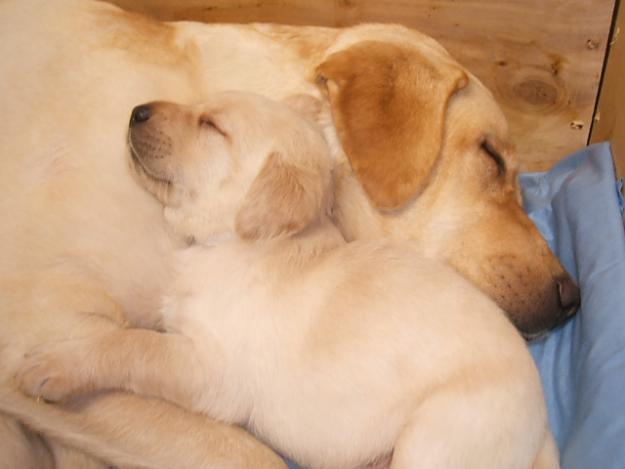 Come addestrare un cucciolo di labrador