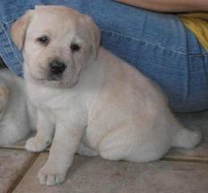 Quanto costa un cucciolo di labrador