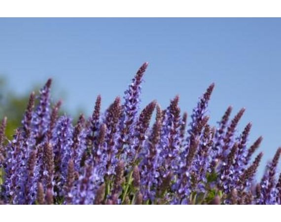 Qual'è la pianta di lavanda più profumata?