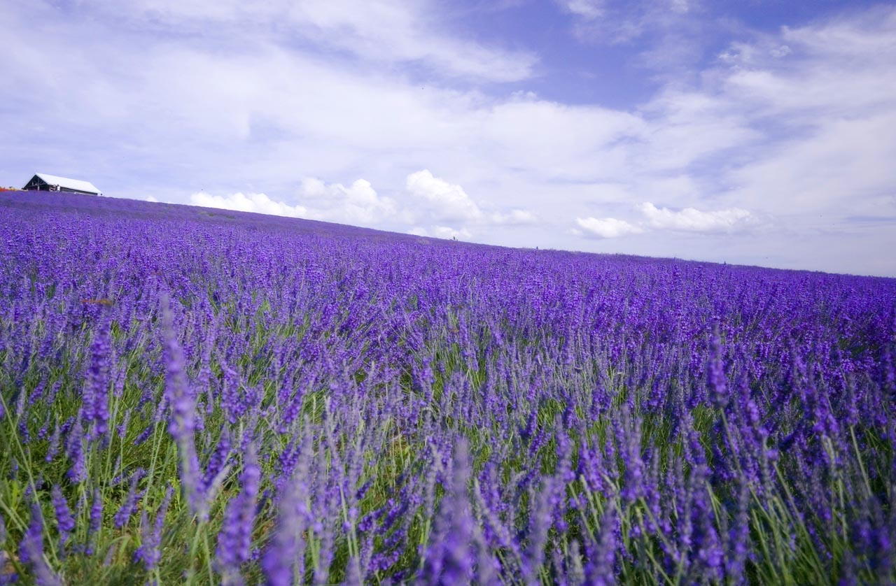 Come coltivare la lavanda