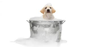 Come lavare il cane in casa