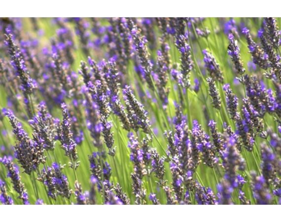 Gli usi dell'olio di lavanda