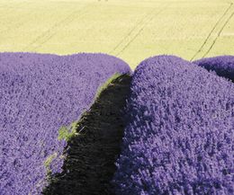 Il significato dei fiori di lavanda
