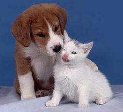 Come fare il passaporto per gli animali domestici