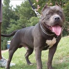 I pitbull sono cani adatti alla famiglia?