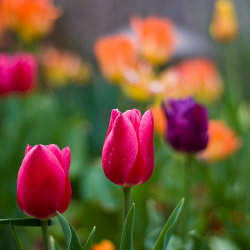 I tulipani per il mio amore