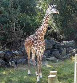 Le giraffe sono splendide, ma hanno bisogno di aiuto