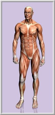 Come imparare il corpo umano