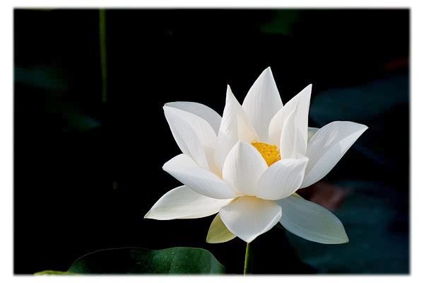 La moralità del Buddhismo (i 5 precetti)
