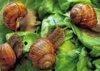 Le migliori sagre in Liguria