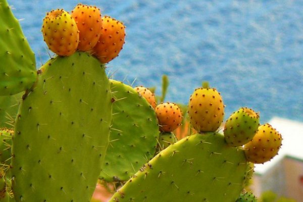 A cosa serve l’olio di cactus?