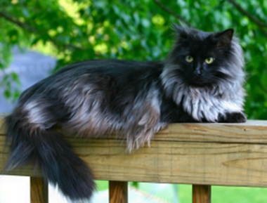 La razza di gatto più grande del mondo