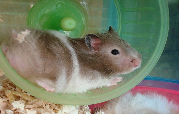 Che tipo di animale è il criceto?